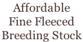 Affordable  Fine Fleeced  Breeding Stock