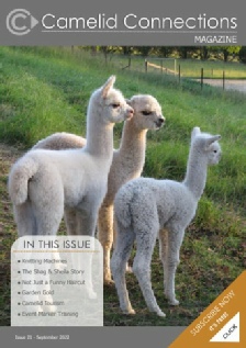 Camelid Connections Issue 21 WEB.pdf
